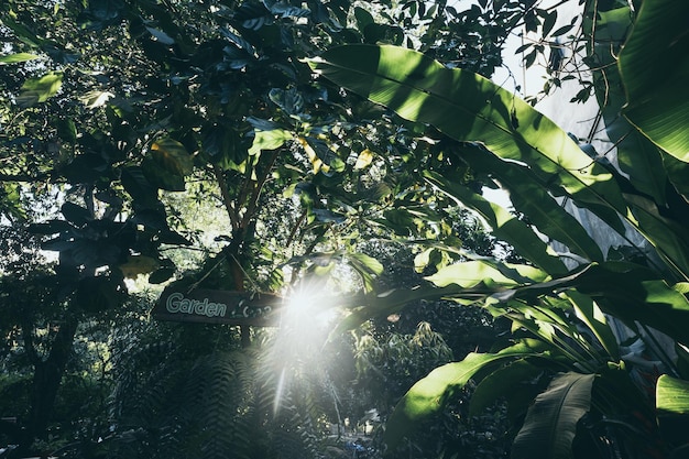 Plant en bloem in de tuinzone bij de buitendecoratie van het koffiecafé met botanische plant en kleine boomontwerp voor de zomer over natuurontspanning