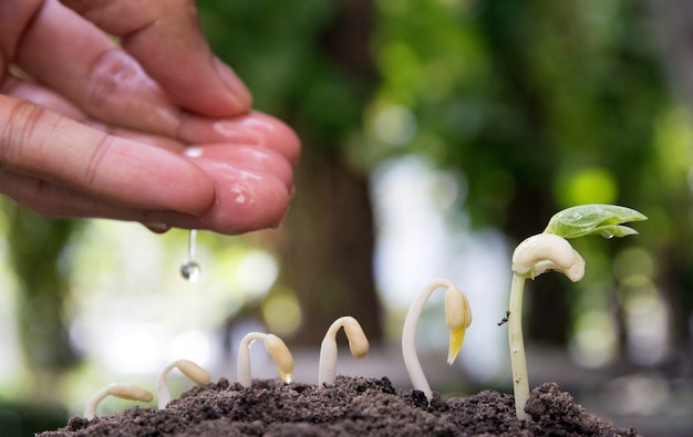 plant en zaad tot boom