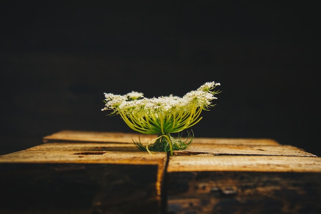 黒い背景に木のブロックに植物のエリンギウム。とげのある花。