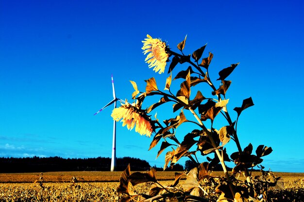 Plant on field against clear blue sky