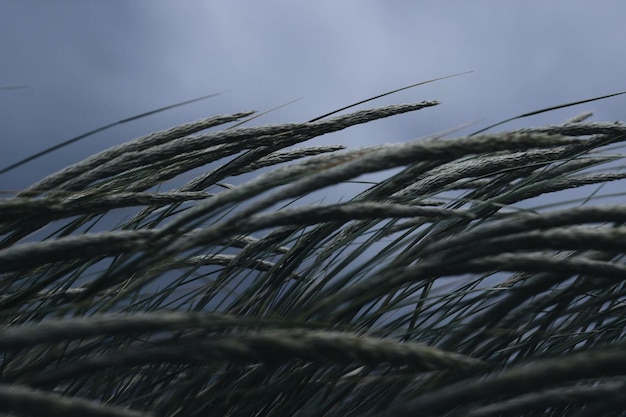 Plant on field against sky in wind