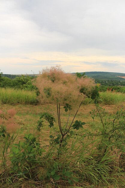 Photo a plant in a field