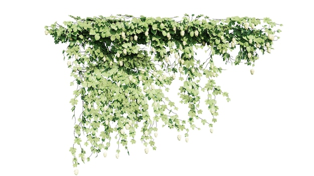 Plant and flower vine green ivy leaves tropic hanging climbing isolated on transparent background