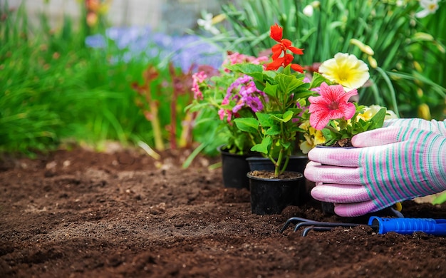 庭に花を植える