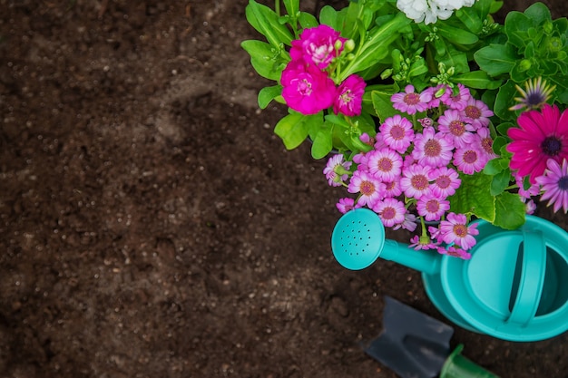 Plant flowers in the garden