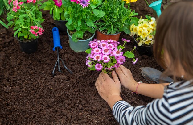 庭に花を植える