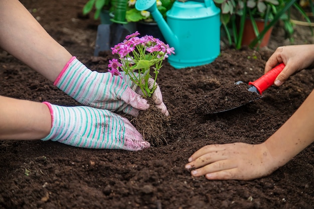 Plant flowers in the garden