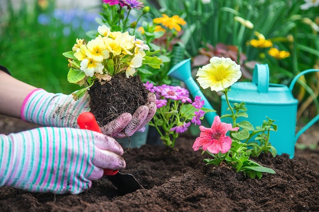 Plant flowers in the garden