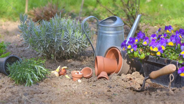 Plant and flowers on the soil of a garden for plantatio