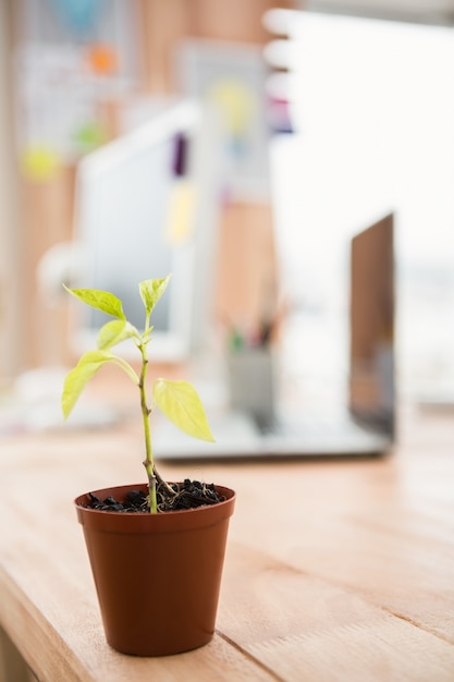 創造的な作業机の前に植物を植える