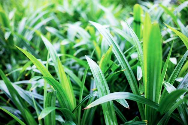 Plant in garden at sunrise