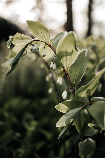 A plant in the garden with the sun shining through the leaves.