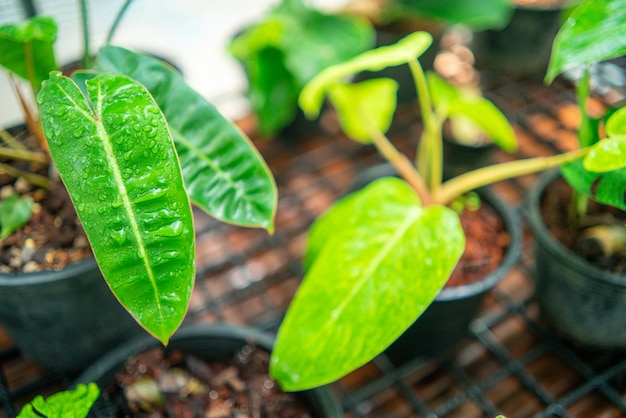 植物園での植物園芸、園芸光で育つ、屋内ガラスプランテーションを育てる室内栽培、エキゾチックな栽培の中で熱帯の葉のヤシの成長