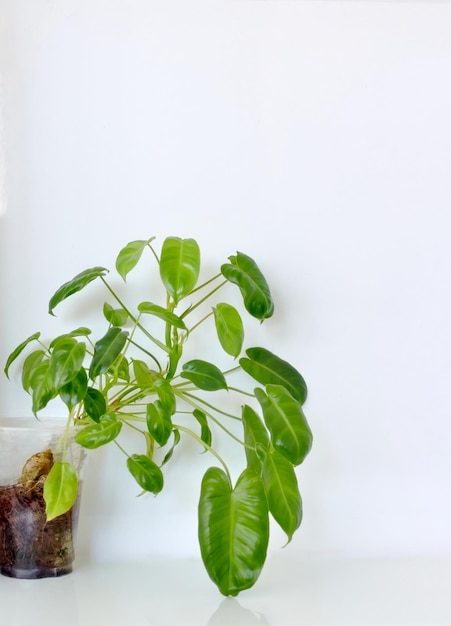 A plant in a glass vase with the word " avocado " on it.