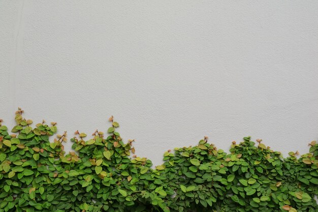 The plant on the gray wall