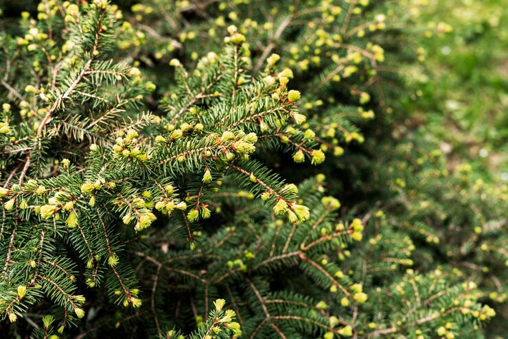 Photo plant green background with branches of coniferous tree with spring needles spruce larch or cedar