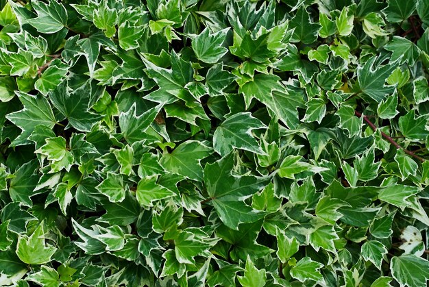 Plant Green ivy dense close texture