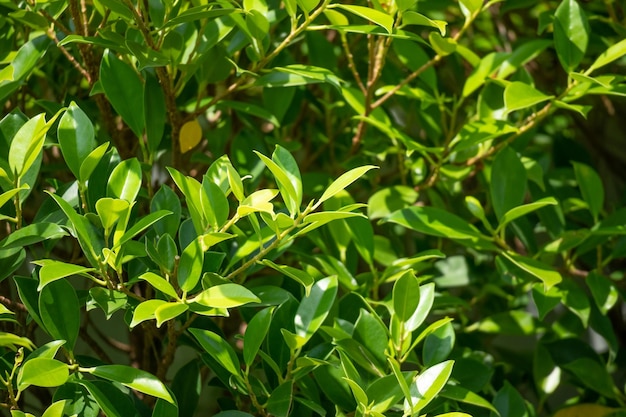 庭に緑の葉を植えるクローズアップ