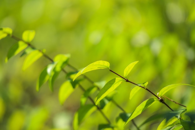 ボケの背景を持つ庭に緑の葉を植える