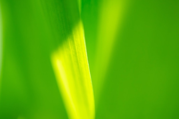 ボケの背景を持つ庭に緑の葉を植える