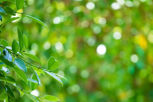 ボケの背景を持つ庭に緑の葉を植える