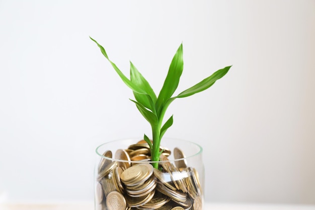 Plant groeit in munten op houten tafel