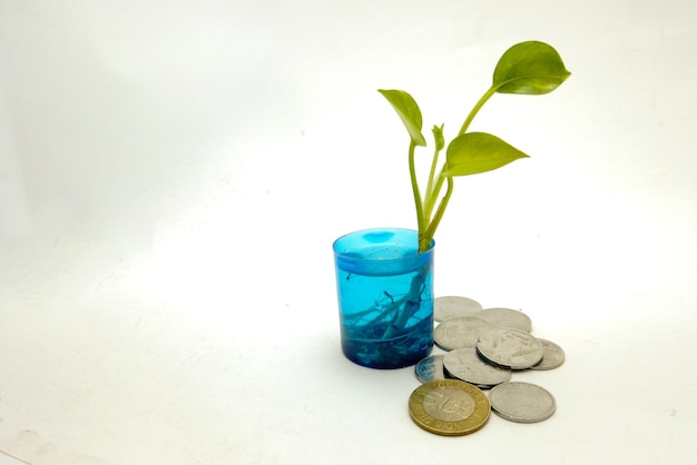 Plant groeit op munten concept geld besparen met energie