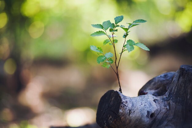 Plant groeit uit een boom