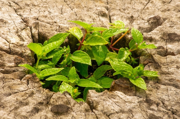 Plant groeit uit een gat in het midden van een oude boomstam