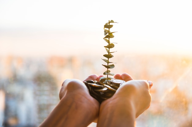 Plant groeit uit munten