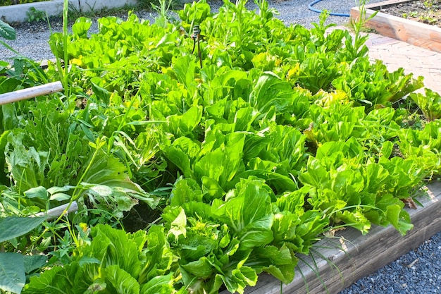 Plant groen huis groenten kwekerij Groene salade groeiende groene bladeren biologische boerderij concept