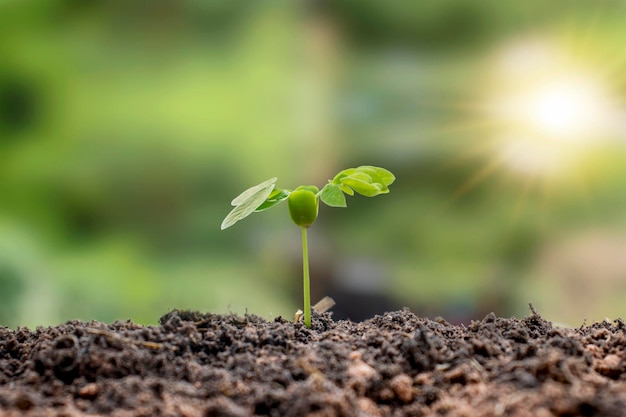 Plant groene bomen op natuurlijke grond en een wazige groene natuurachtergrond