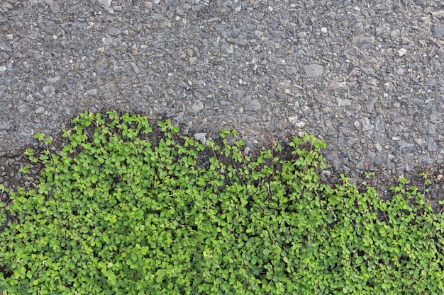 Plant growing on asphalt road