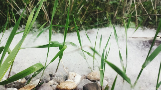 Photo plant growing in the background