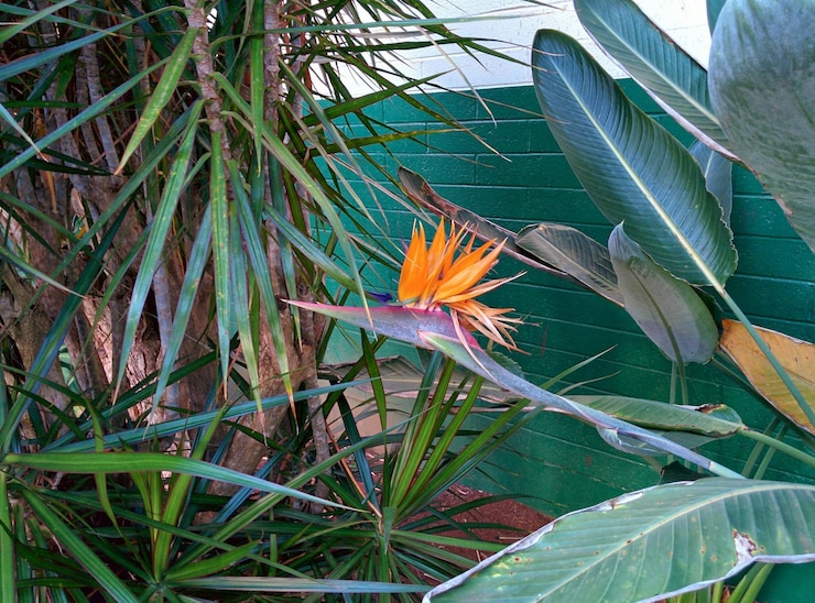 Photo 背景に成長する植物