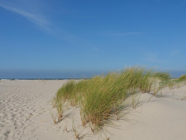 Plant growing on beach against sky