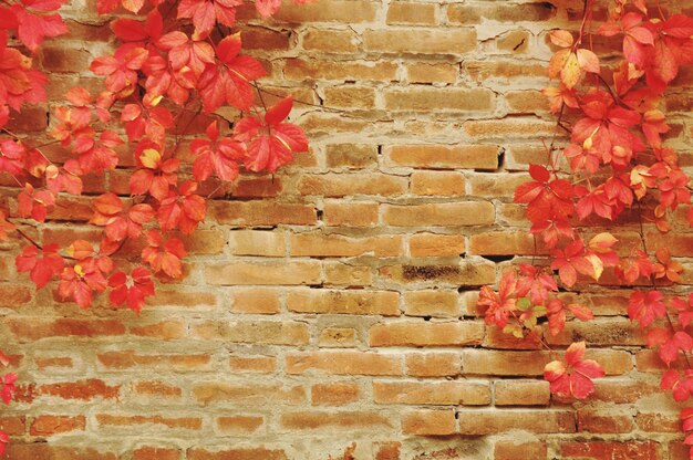 Foto pianta che cresce su un muro di mattoni