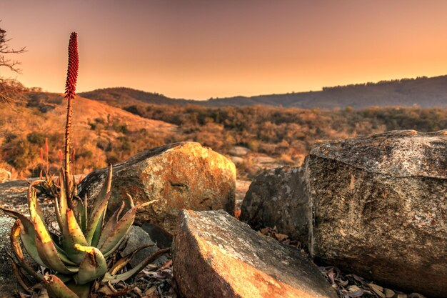 Plant growing by stone against sky