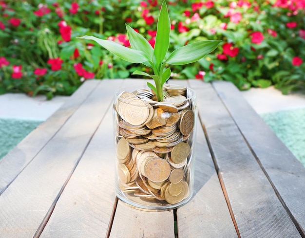 Plant growing in coins outside