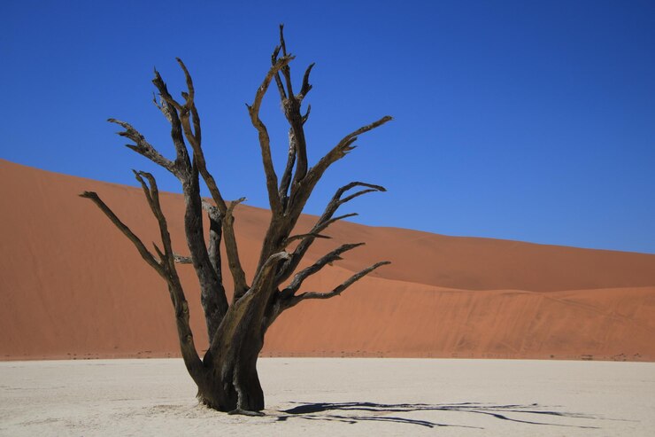 Photo plant growing in desert against clear blue sky