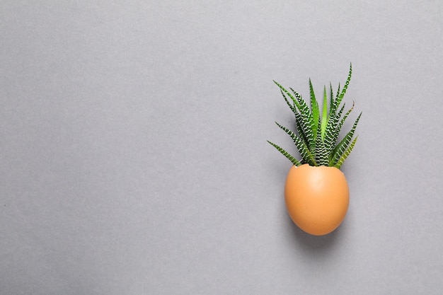 Plant growing in egg shell on gray background