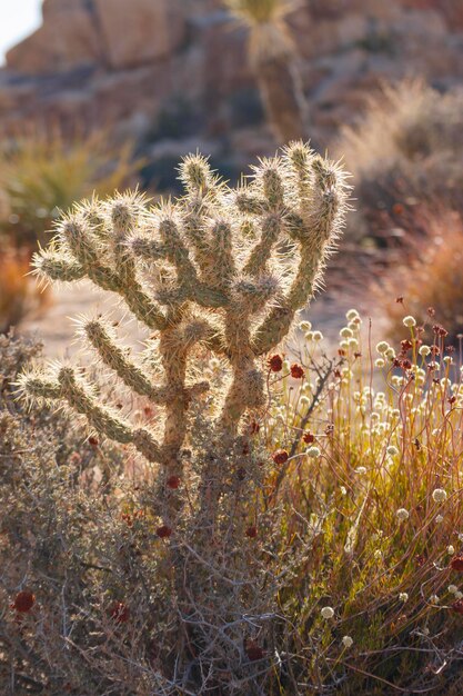 Photo plant growing on field