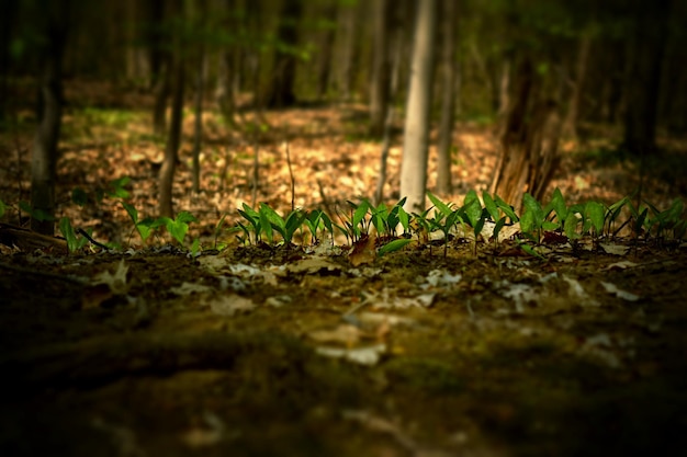 Photo plant growing on field