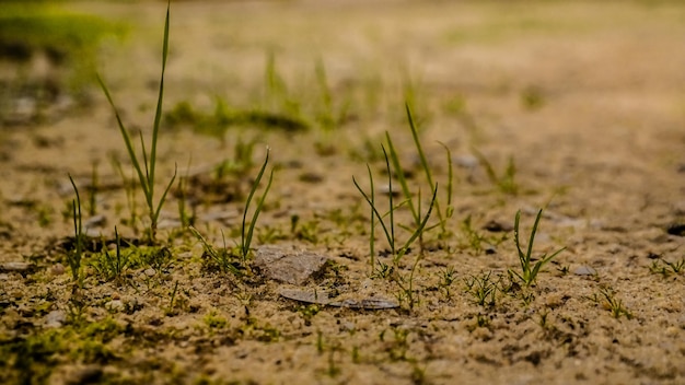 Photo plant growing on field