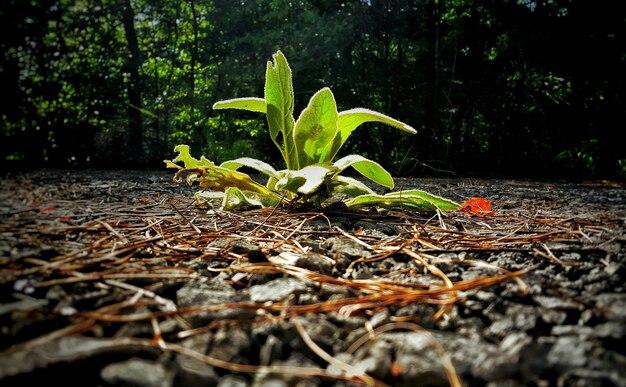 Foto pianta che cresce sul campo