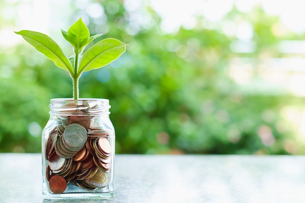 Plant growing from coins in the glass jar on blurred green natural background