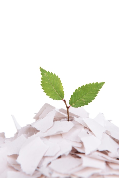 Plant growing from paper isolated on white