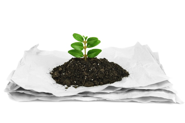 Plant growing from paper isolated on white