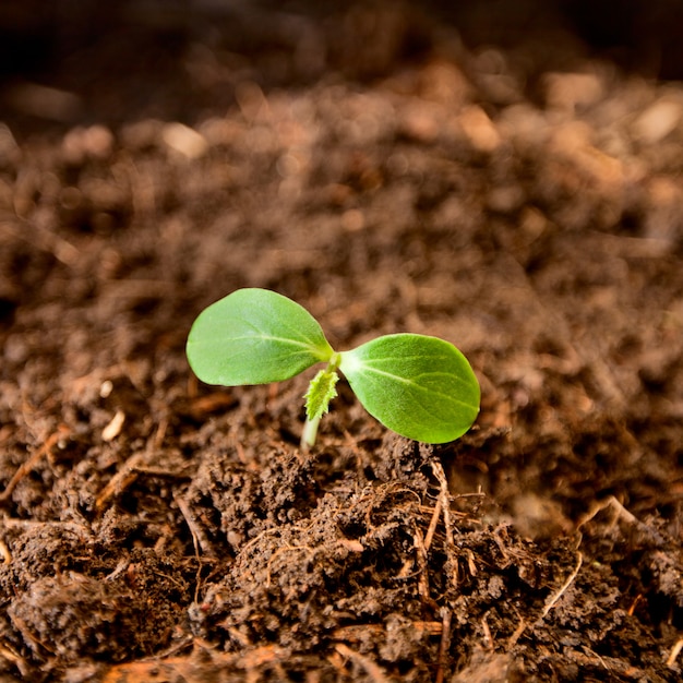 Plant growing from soil.