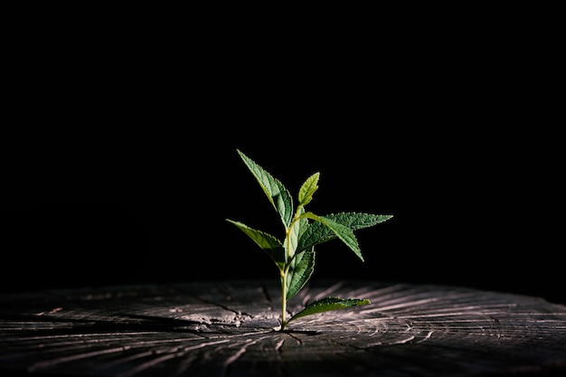 木の丸太から育つ植物